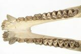 Fossil Oreodont (Merycoidodon) Skull on Base - South Dakota #217200-17